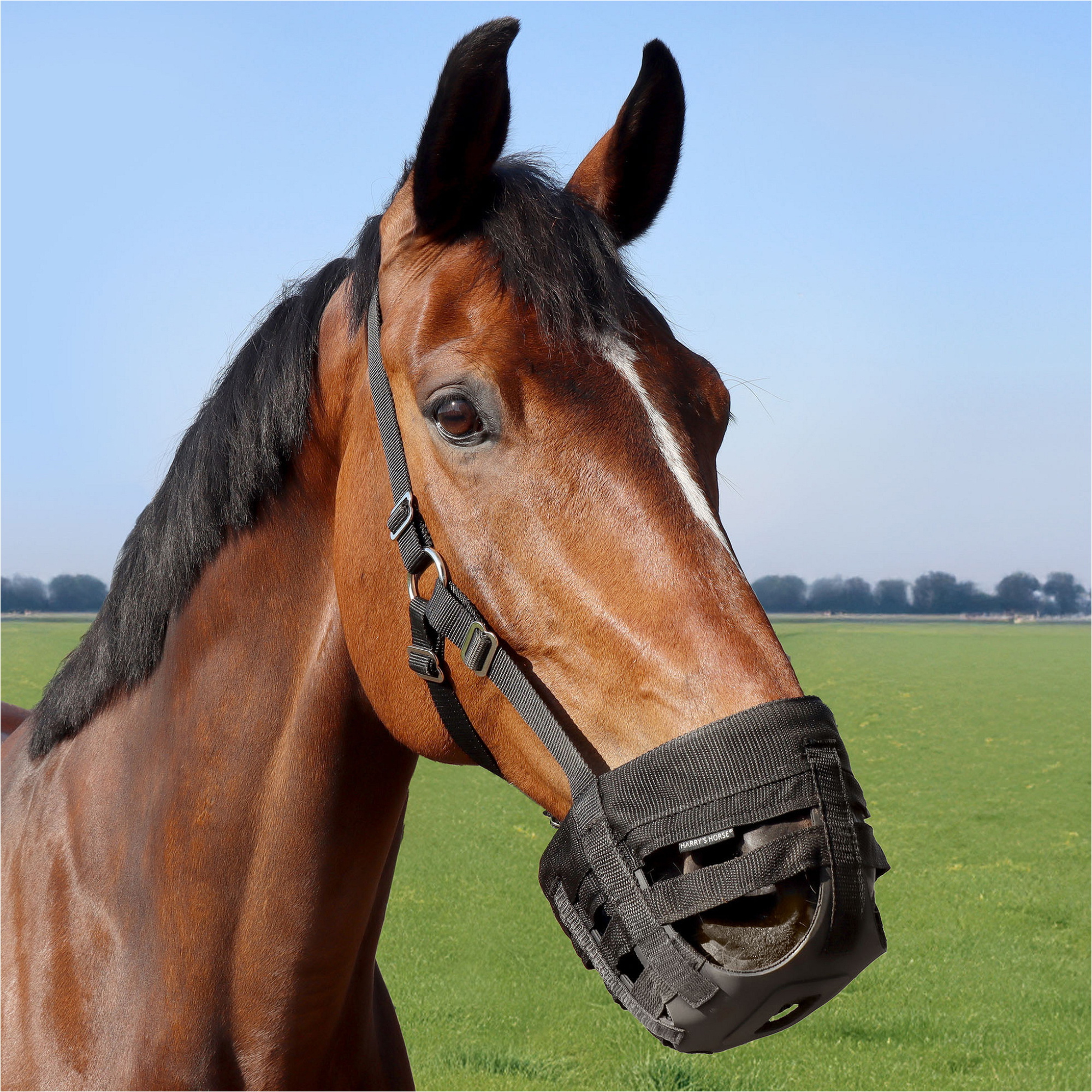 2026 Harrys Horse Muselière à Pâture Air 28501201 - Black